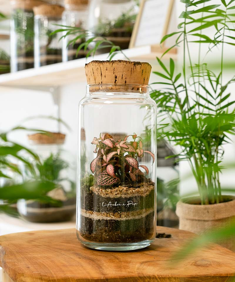 Terrarium Philomène, Petit modèle, bouchon en liège Terrarium Philomène, Petit modèle, bouchon en liège