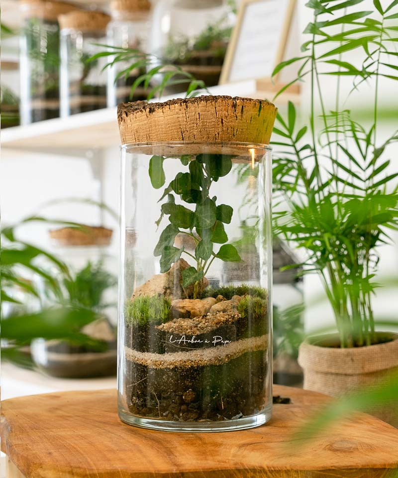 Terrarium Gabin, Petit modèle, bouchon en liège Terrarium Gabin, Petit modèle, bouchon en liège