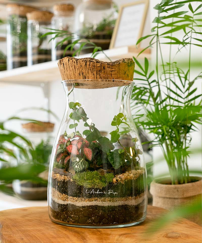 Terrarium Aglaé, Petit modèle, bouchon en liège Terrarium Aglaé, Petit modèle, bouchon en liège