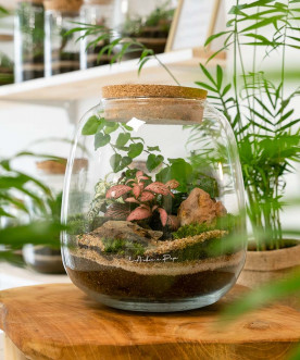 Terrarium Félicie, Petit modèle, bouchon en liège