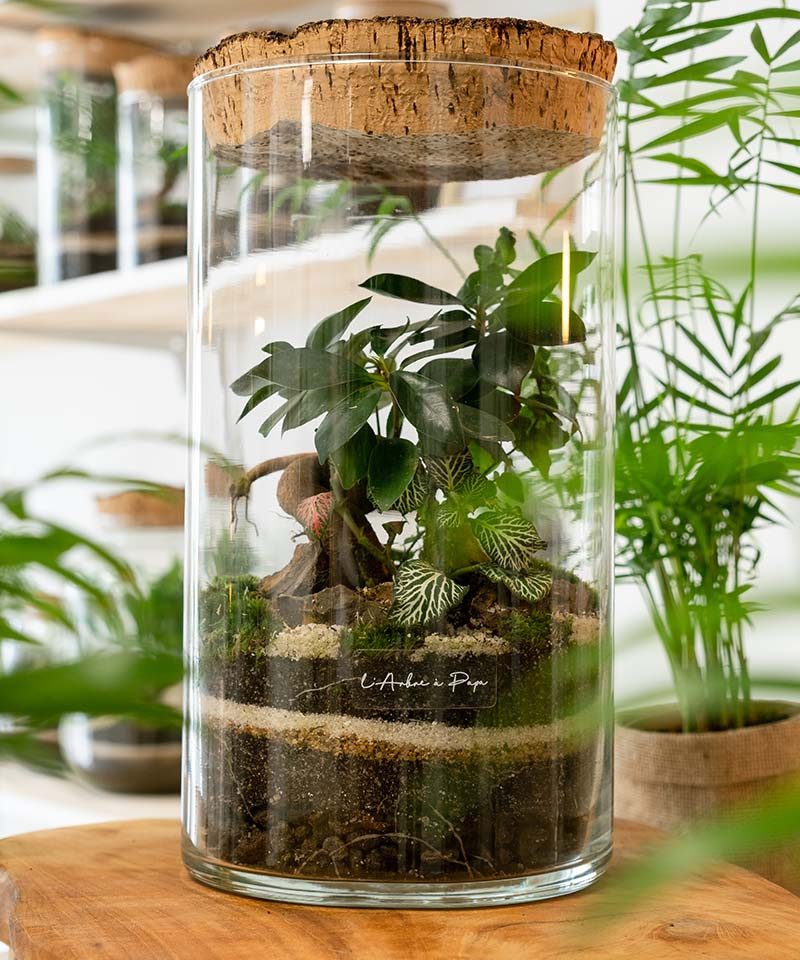 Terrarium Octave, Grand modèle, bouchon en liège Terrarium Octave, Grand modèle, bouchon en liège