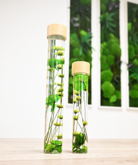 Herbarium VERT - Fiole de...