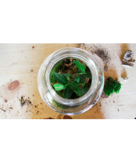 Terrarium en cours de réalisation Terrarium en cours de réalisation