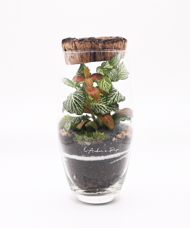 ESTEL - Terrarium petit...