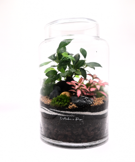 SYBILLE - Terrarium moyen...