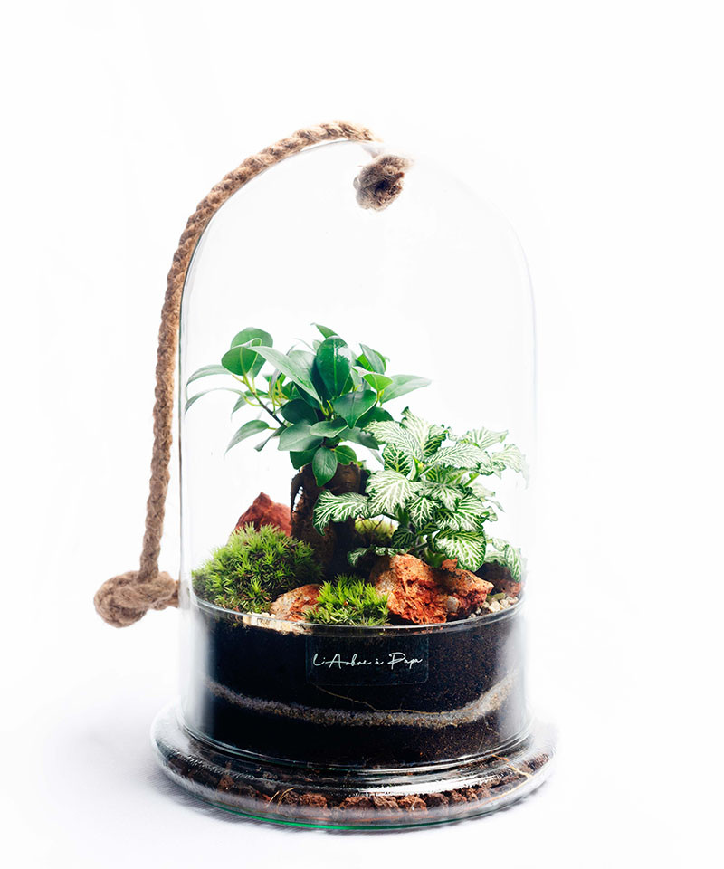 Terrarium modèle cloche, Ficus Ginseng, Fittonia Terrarium modèle cloche, Ficus Ginseng, Fittonia