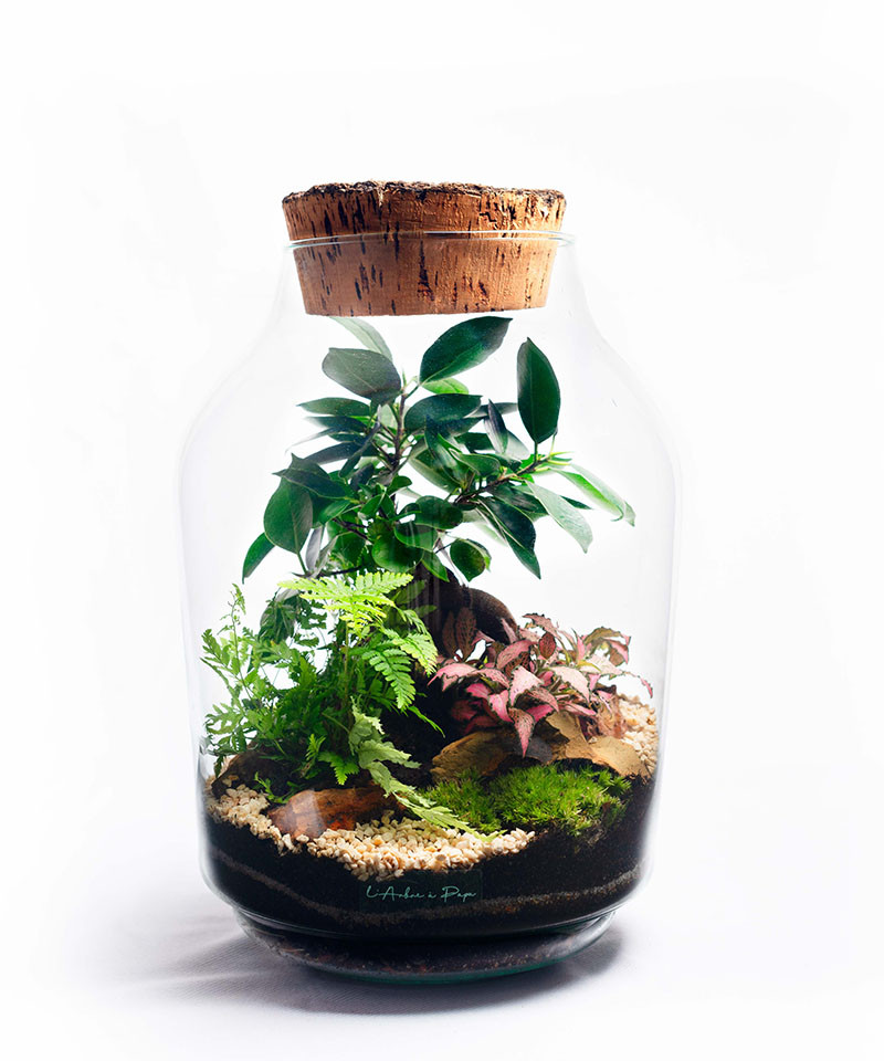 Terrarium avec bouchon de liège, ficus Ginseng, Fougère, Fittonia Terrarium avec bouchon de liège, ficus Ginseng, Fougère, Fittonia