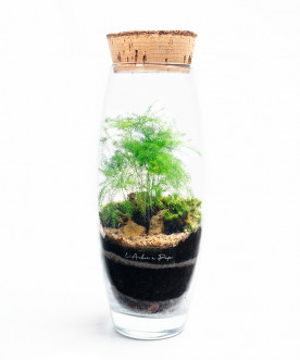 Terrarium petit modèle, asparagus plumosus, bouchon de liège