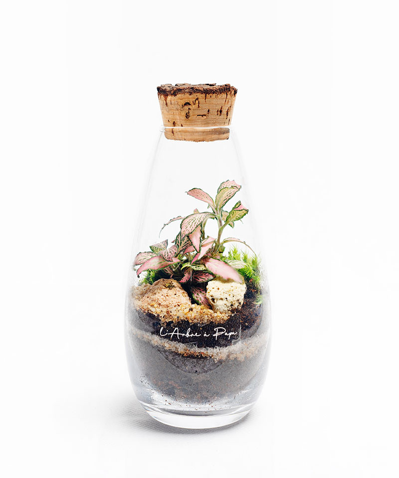 Terrarium, Modèle mini, Fittonia Terrarium, Modèle mini, Fittonia