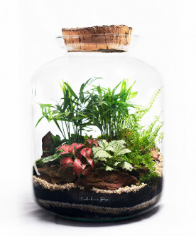 Terrarium Grand modèle avec bouchon de liège.