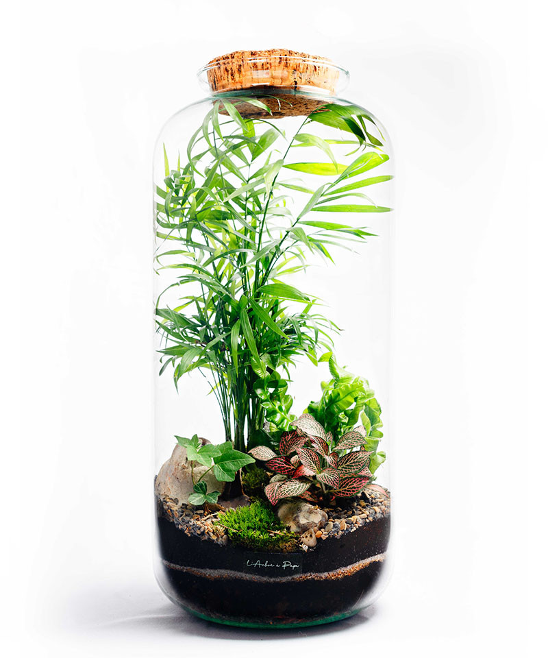 Terrarium XL avec bouchon de liège