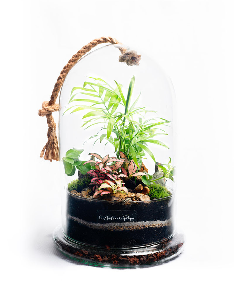 Terrarium modèle cloche, Chamaedorea Elegans, Fittonia Terrarium modèle cloche, Chamaedorea Elegans, Fittonia