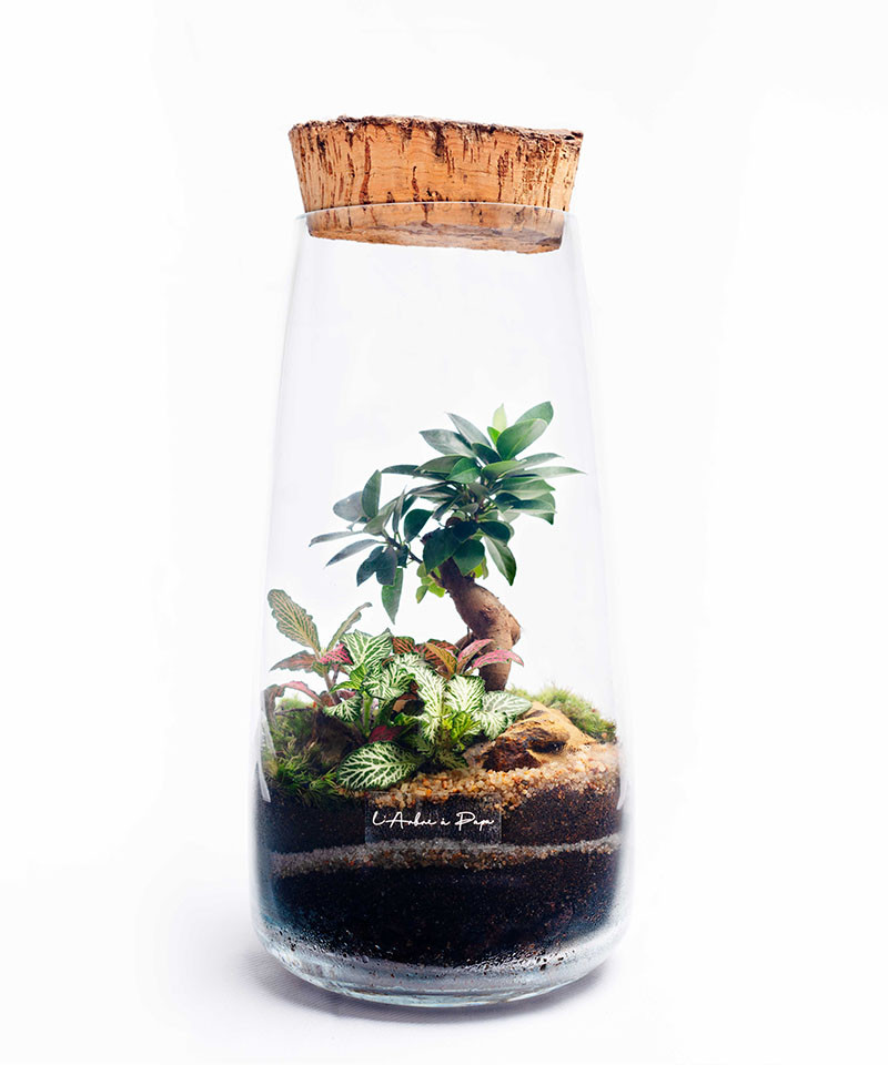 Terrarium moyen modèle, Ficus Ginseng, Fittonia, bouchon de liège Terrarium moyen modèle, Ficus Ginseng, Fittonia, bouchon de liège