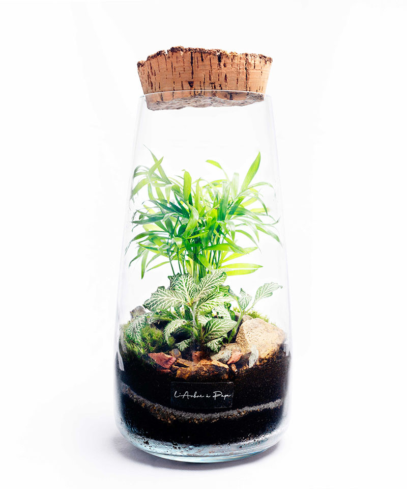 Terrarium moyen modèle, Chamaedorea, Fittonia, bouchon de liège Terrarium moyen modèle, Chamaedorea, Fittonia, bouchon de liège