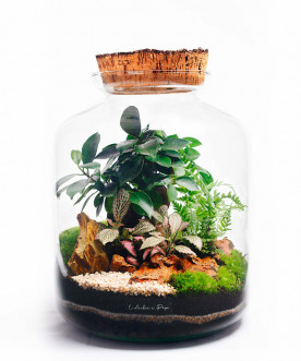 Terrarium grand modèle avec bouchon de liège.