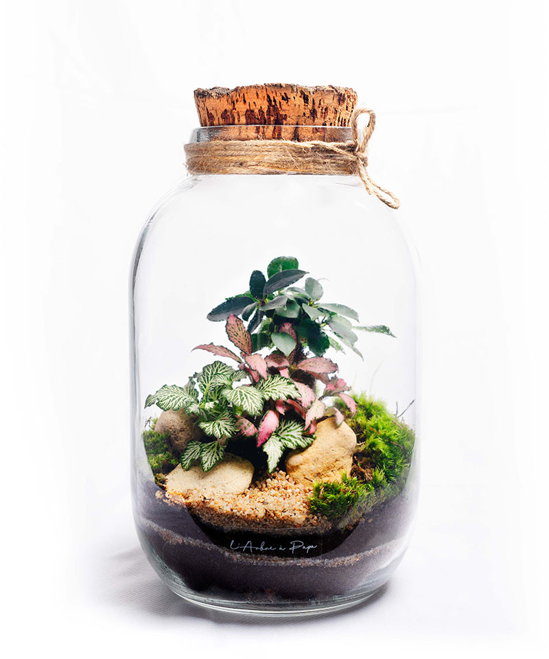Terrarium avec bouchon de liège, Ficus Ginseng, Fittonia Terrarium avec bouchon de liège, Ficus Ginseng, Fittonia