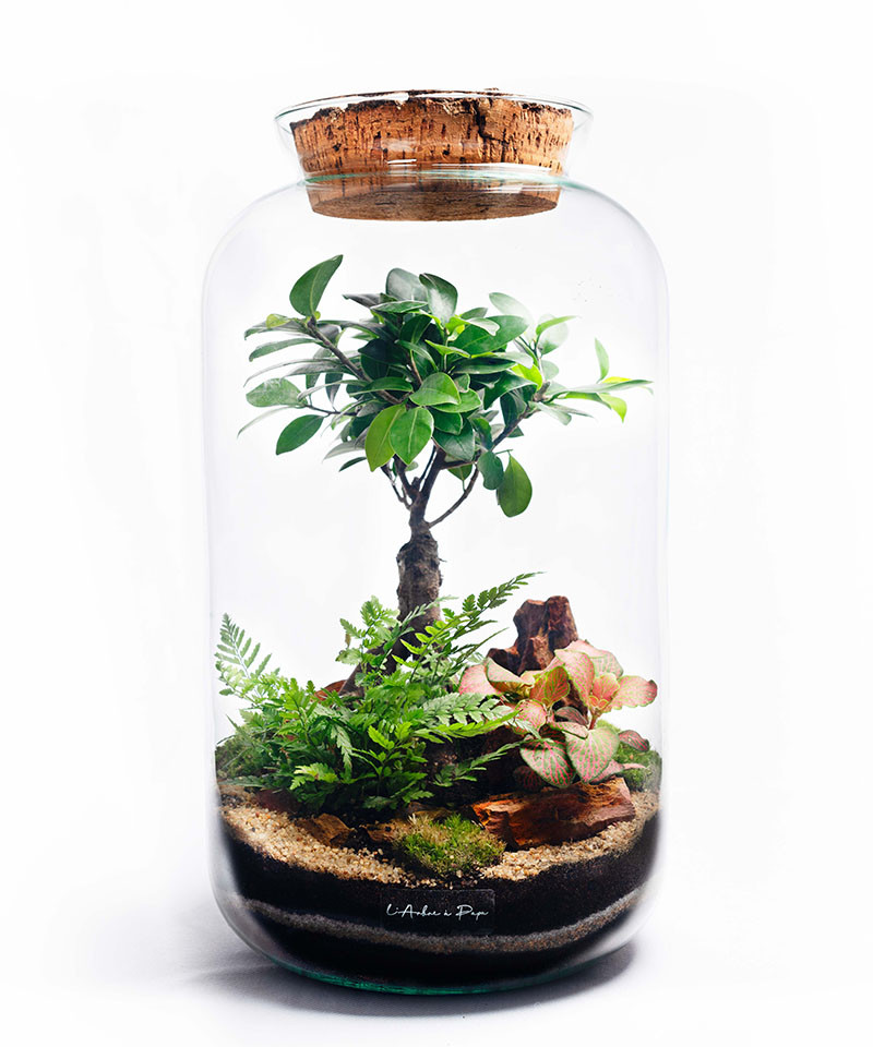 Terrarium grand modèle avec bouchon de liège Terrarium grand modèle avec bouchon de liège