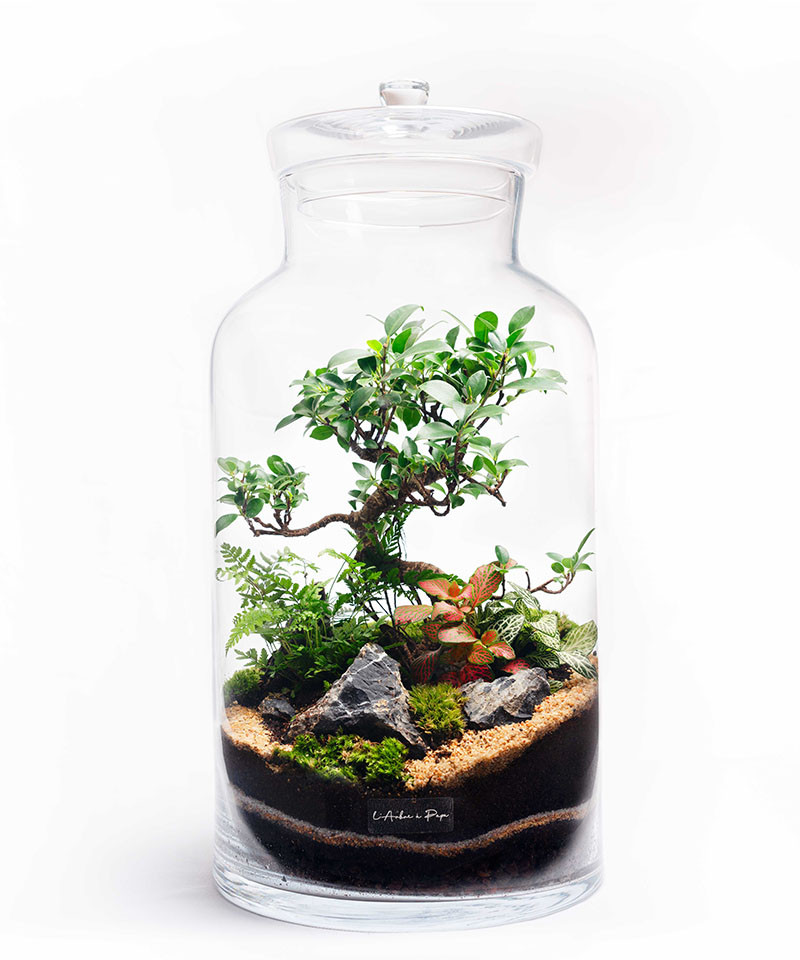 Terrarium XL Terrarium XL