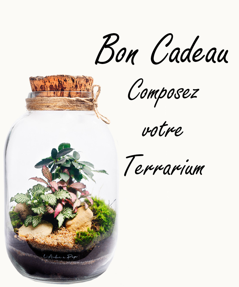 Bon cadeau atelier terrarium