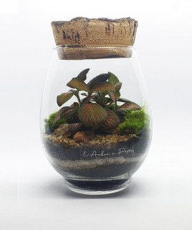 CÔME - Terrarium modèle...