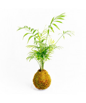 kokedama Chamaedorea Elegans