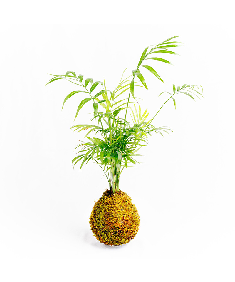kokedama Chamaedorea Elegans kokedama Chamaedorea Elegans